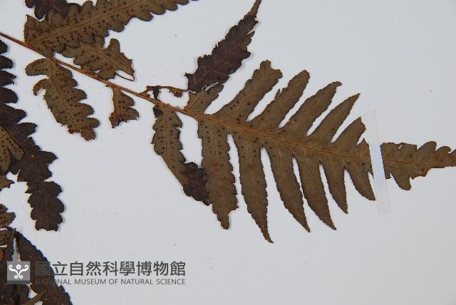 大葉黑桫欏藏品圖，第3張