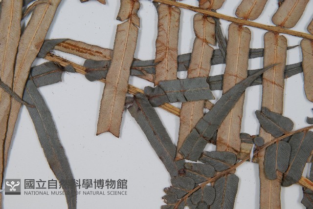 蘇鐵蕨藏品圖，第4張