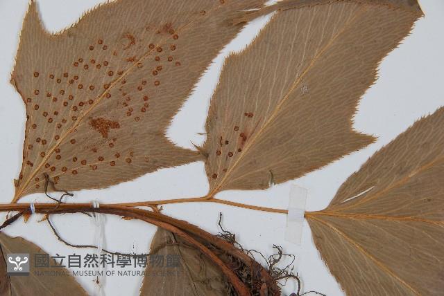 細齒貫眾蕨藏品圖，第4張