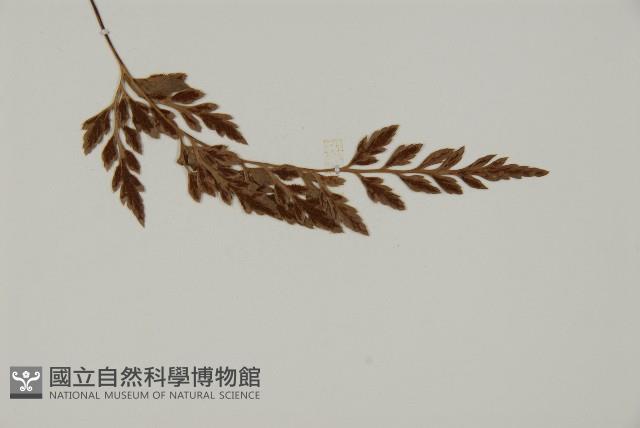 深山鐵角蕨藏品圖，第4張