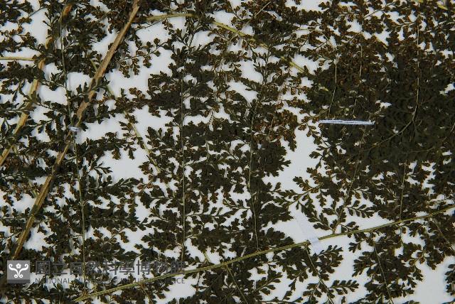 稀子蕨藏品圖，第4張