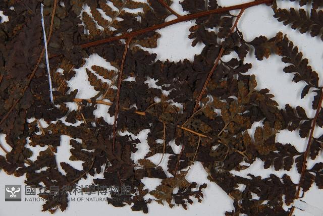 華南鱗蓋蕨藏品圖，第7張