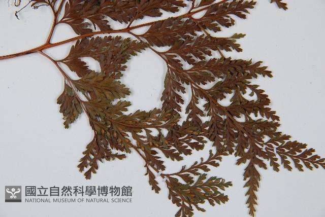 海州骨碎補藏品圖，第4張