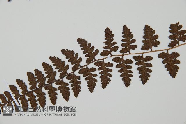 宿蹄蓋蕨藏品圖，第4張