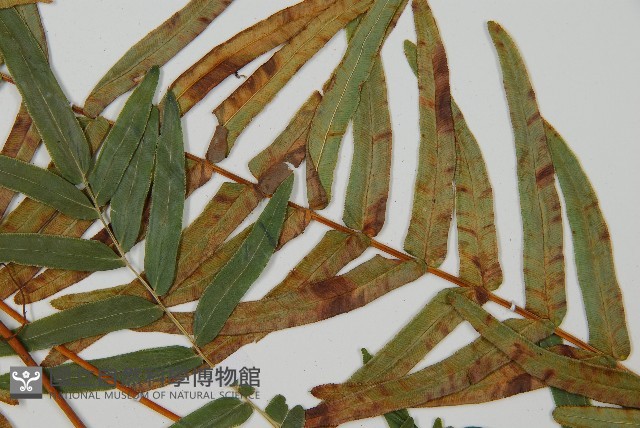 登錄號:P010755藏品圖，第4張