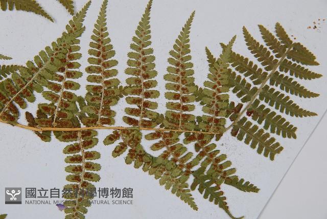 尖齒鱗毛蕨藏品圖，第4張