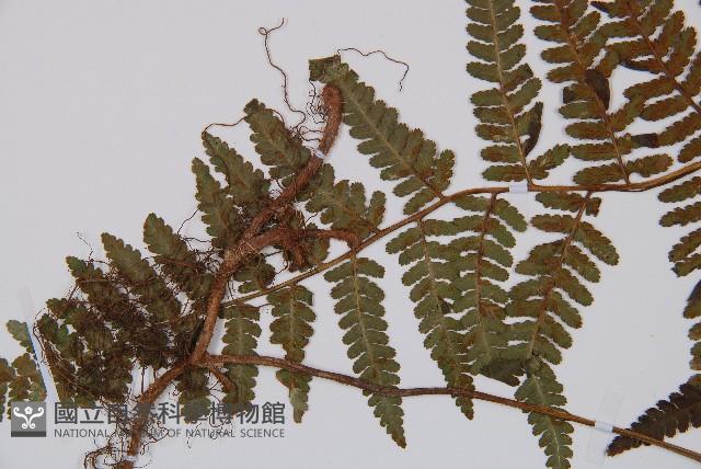 登錄號:P006055藏品圖，第4張