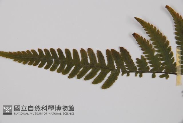 毛軸假蹄蓋蕨藏品圖，第4張