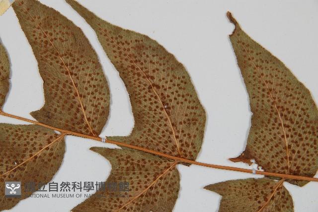 細齒貫眾蕨藏品圖，第4張