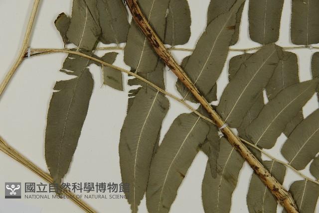 高山鳳丫蕨藏品圖，第4張