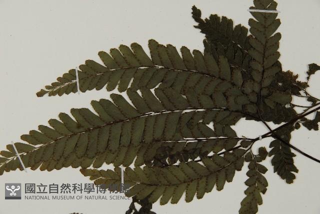 毛葉鐵線蕨藏品圖，第4張