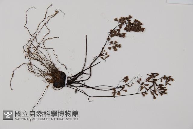臺灣鐵線蕨藏品圖，第4張