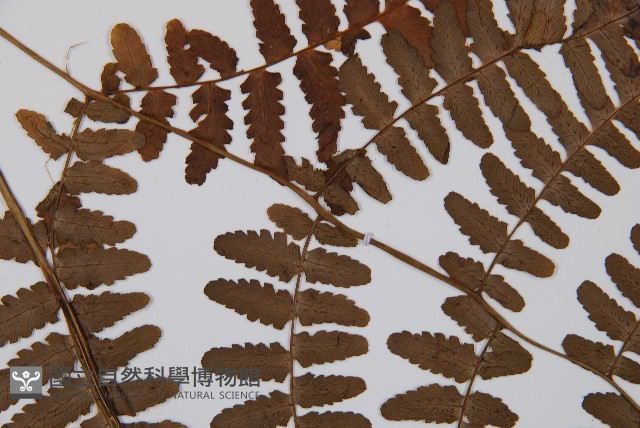 黑葉貞蕨藏品圖，第4張