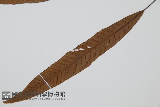 單葉雙蓋蕨藏品圖，第4張