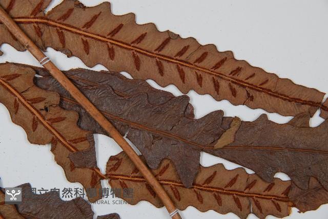 崇澍蕨藏品圖，第4張