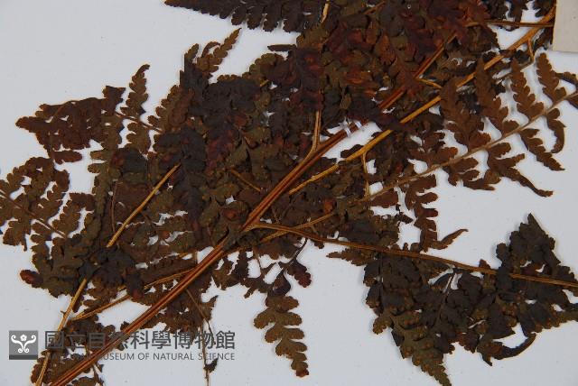 華南鱗蓋蕨藏品圖，第4張