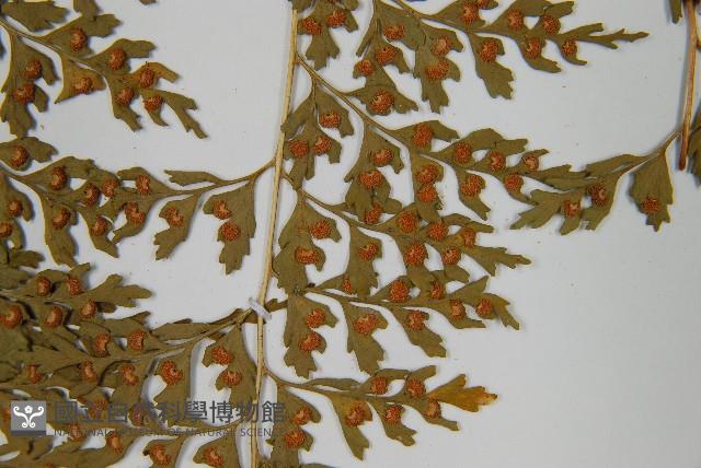 大膜蓋蕨藏品圖，第7張