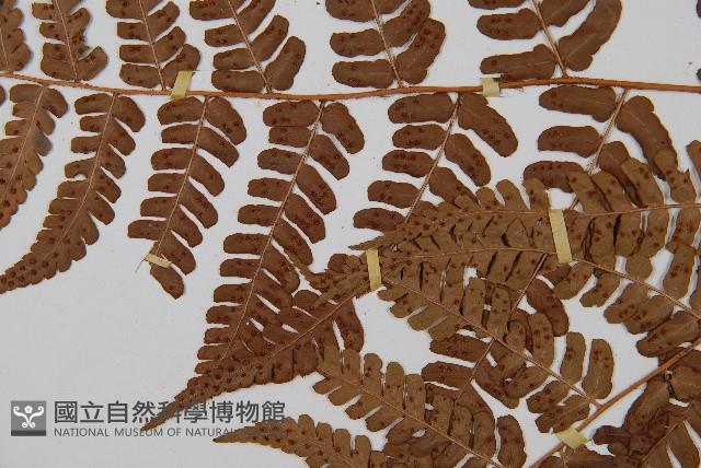 闊鱗鱗毛蕨藏品圖，第4張