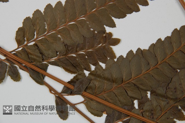 羽葉鱗蓋蕨藏品圖，第4張