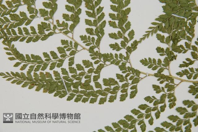 臺灣兩面複葉耳蕨藏品圖，第4張