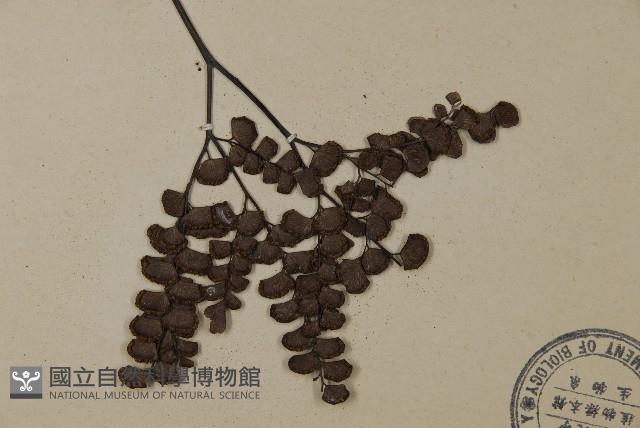 扇葉鐵線蕨藏品圖，第3張