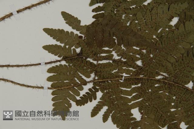 愛德氏肋毛蕨藏品圖，第4張