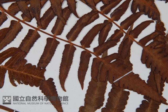 菜蕨藏品圖，第4張