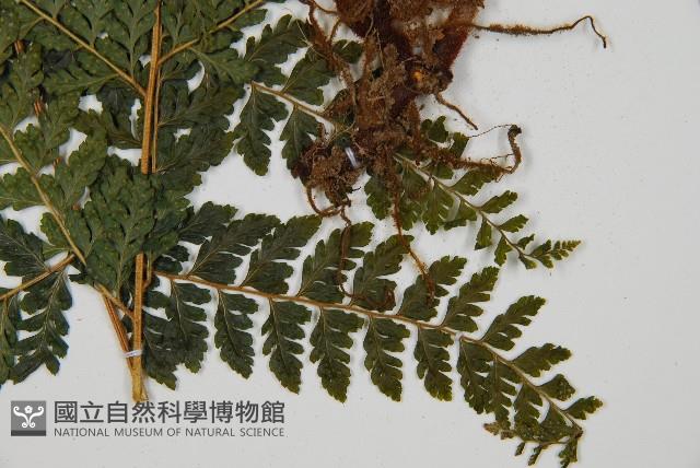 毛囊鱗蓋蕨藏品圖，第4張