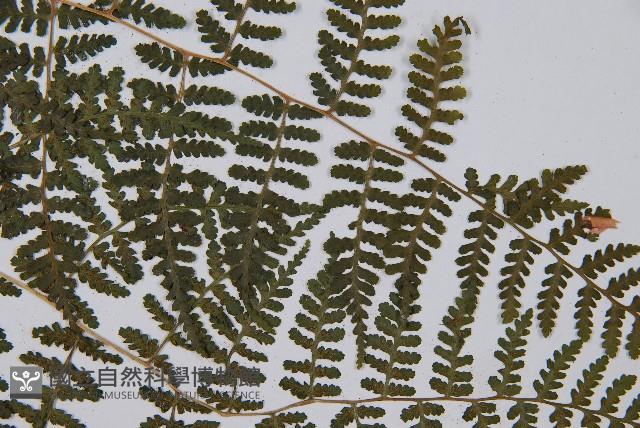 假冷蕨藏品圖，第4張