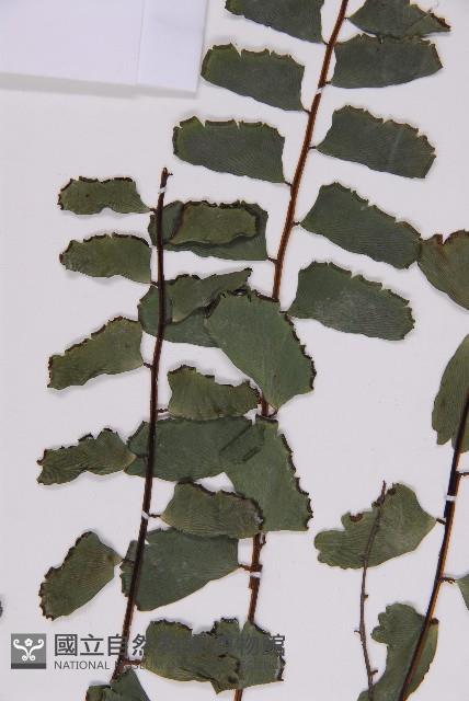 登錄號:P009855藏品圖，第4張