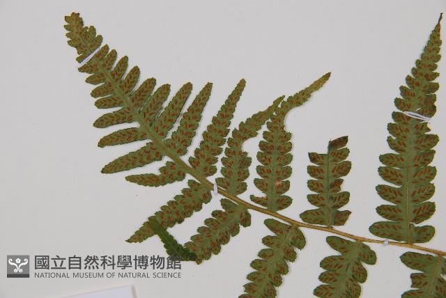 東洋蹄蓋蕨藏品圖，第4張