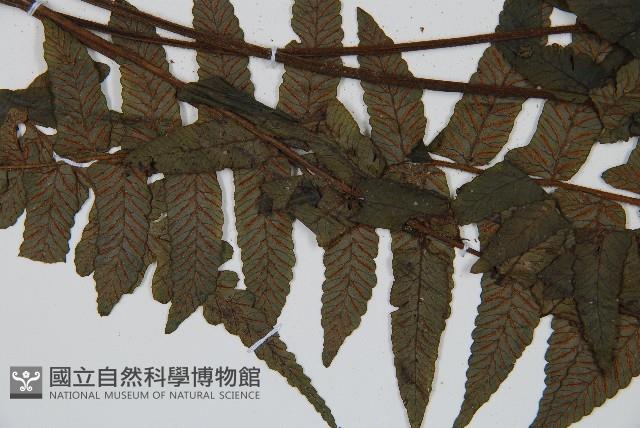 毛柄蹄蓋蕨藏品圖，第4張