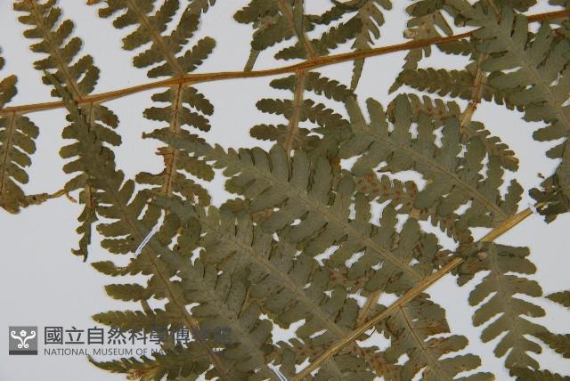 東北角蕨藏品圖，第4張