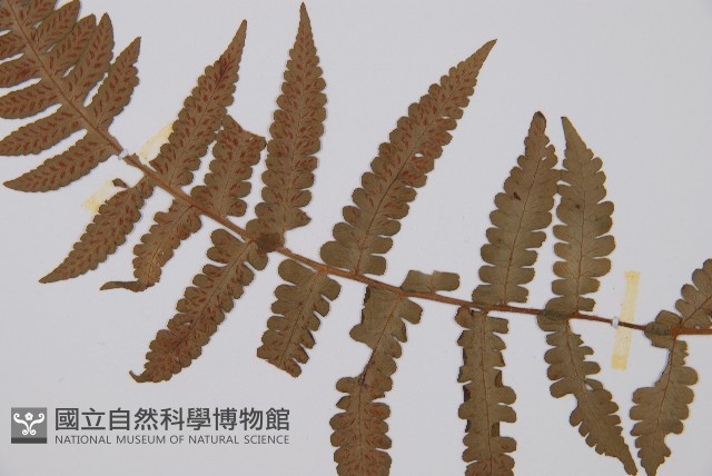 登錄號:P000255藏品圖，第4張