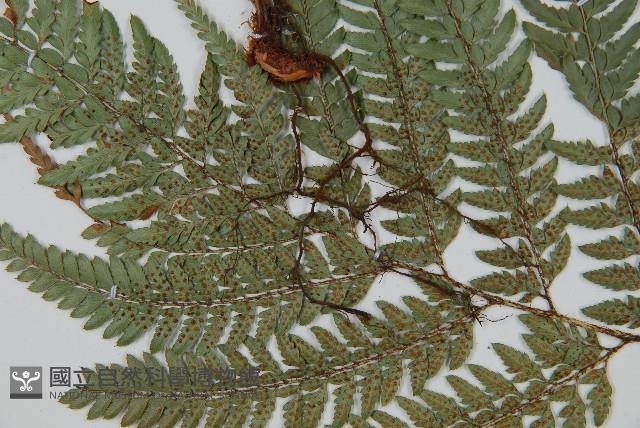 細葉複葉耳蕨藏品圖，第4張