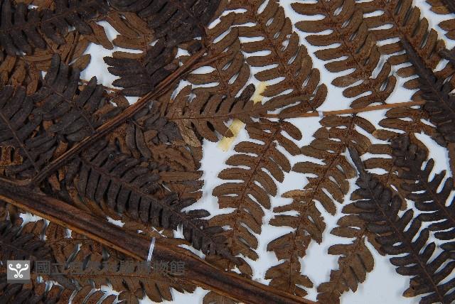 臺灣桫欏藏品圖，第4張