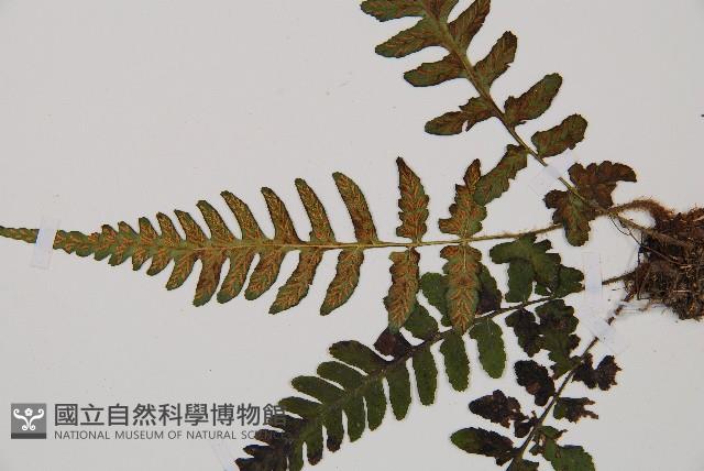 假蹄蓋蕨、東洋蹄蓋蕨藏品圖，第4張