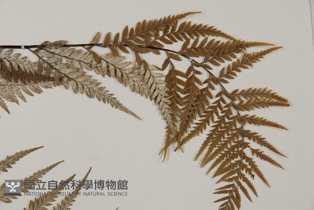Silver fern Collection Image, Figure 4, Total 5 Figures