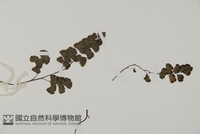鐵線蕨藏品圖，第4張