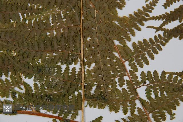 刺柄碗蕨藏品圖，第4張