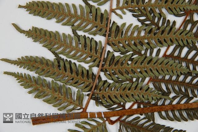 台灣桫欏藏品圖，第3張