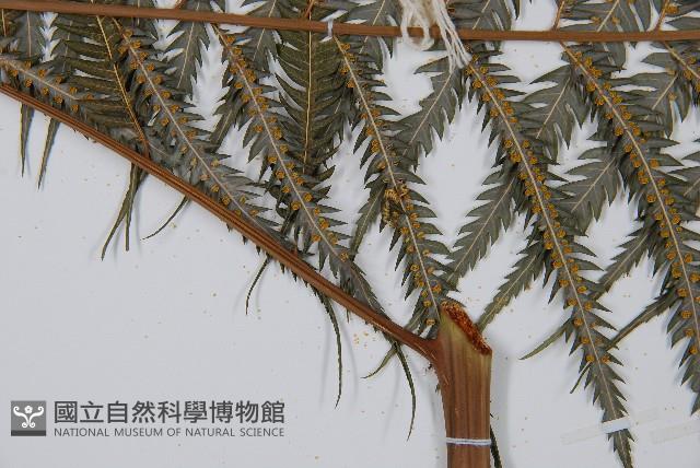 金狗毛蕨藏品圖，第7張