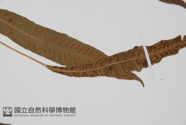 單葉雙蓋蕨藏品圖，第4張