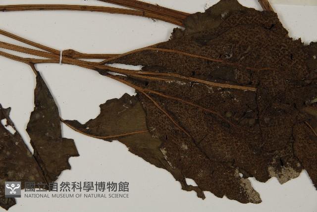 傅氏三叉蕨藏品圖，第4張