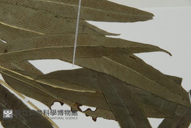 日本鳳丫蕨藏品圖，第4張