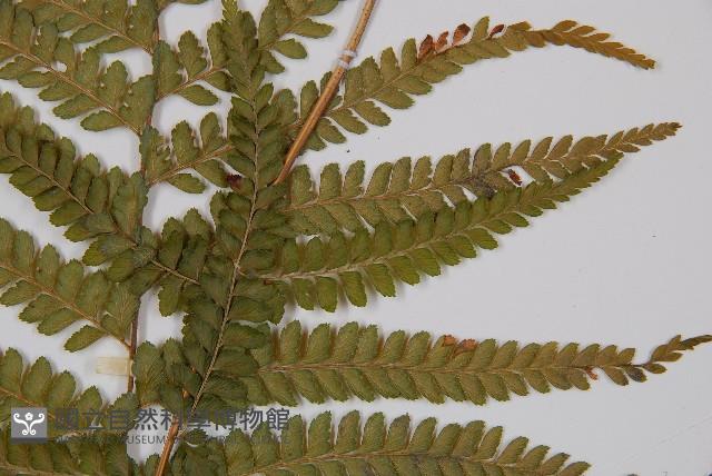 粗毛鱗蓋蕨藏品圖，第4張