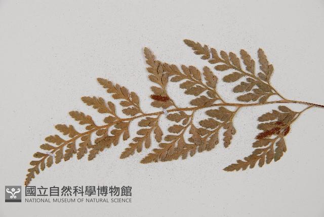 威氏鐵角蕨藏品圖，第4張