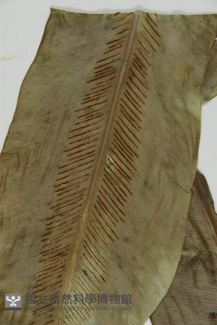 臺灣山蘇花藏品圖，第4張