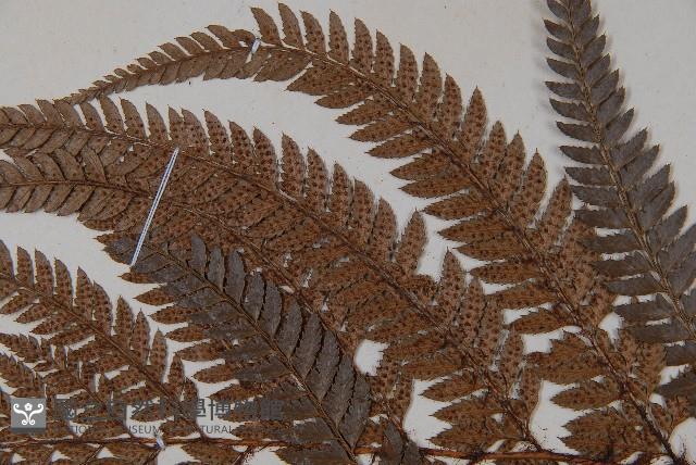 細葉複葉耳蕨藏品圖，第4張