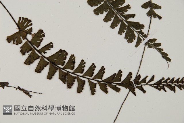 馬來鐵線蕨藏品圖，第7張